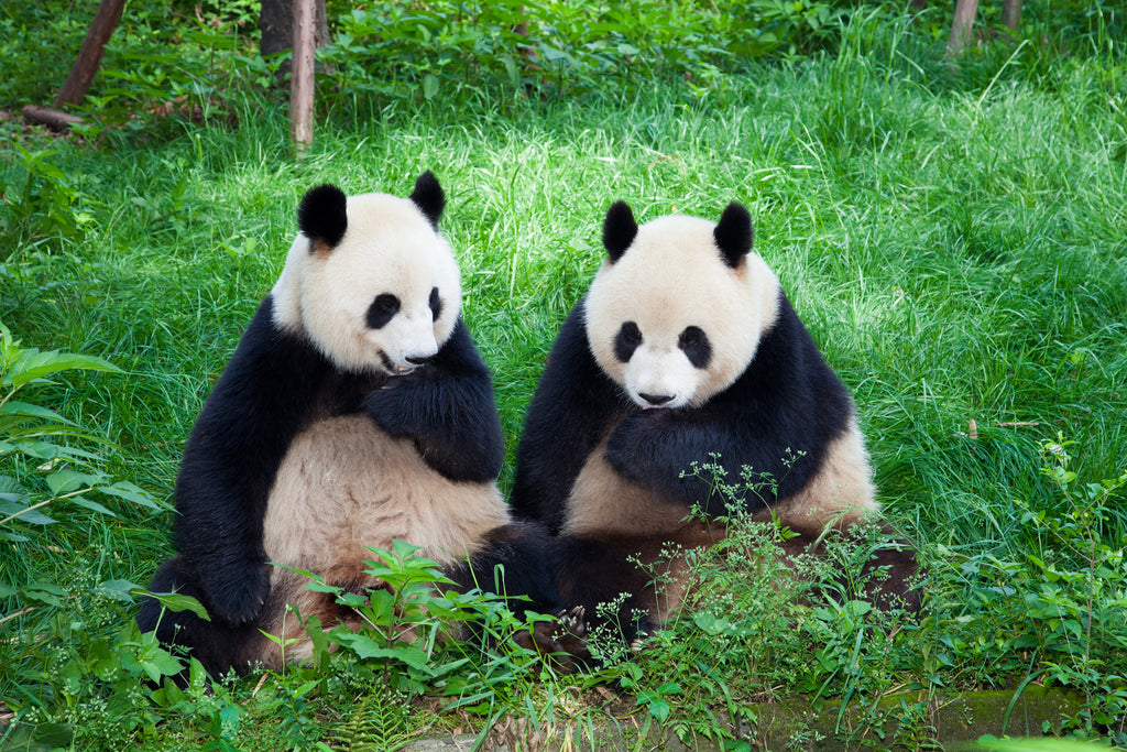 Where Do Giant Pandas Live?